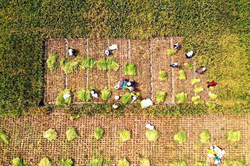 村民正在搶收水稻。楊敏攝