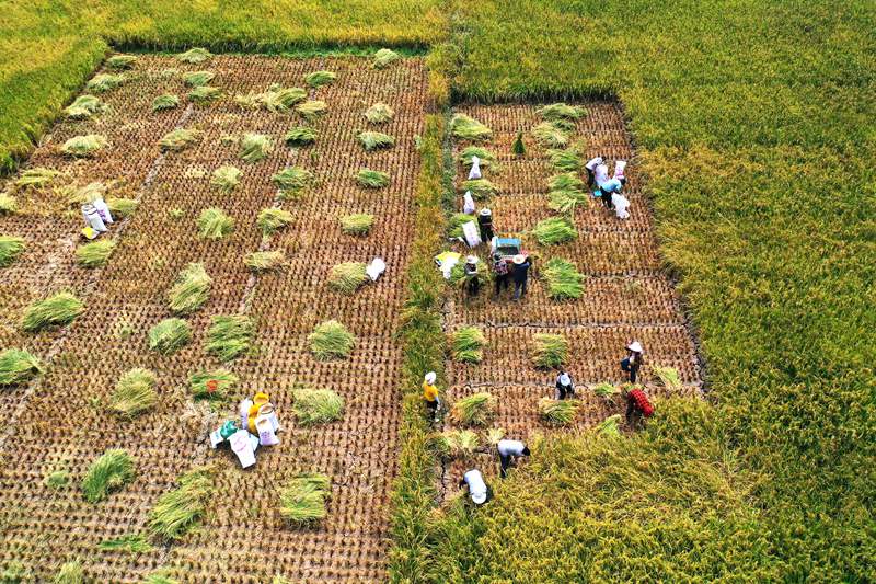 村民正在搶收水稻。楊敏攝