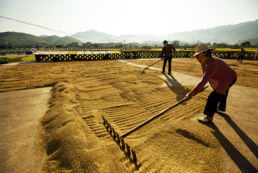 農民搶抓晴好天氣晾曬稻谷。陳光國攝