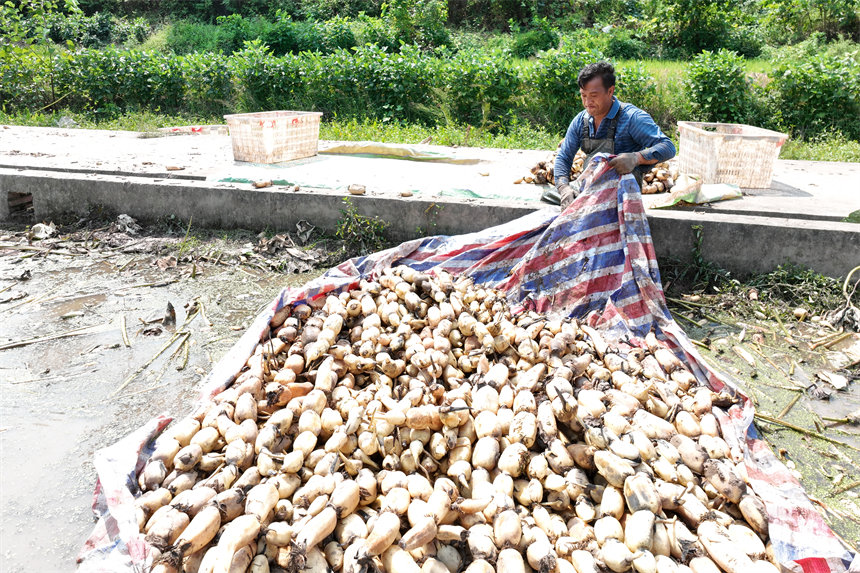 新采的蓮藕。趙軍攝