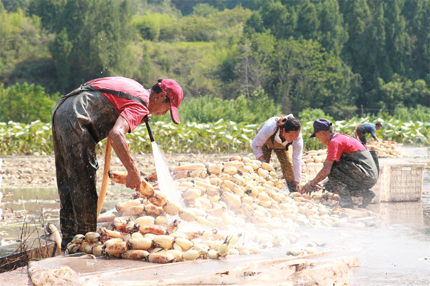工人們沖洗剛采的藕。趙軍攝