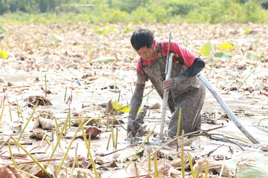 工人身穿防水衣，手拿高壓水槍，忙著在藕塘里摸索新鮮的蓮藕。趙軍攝