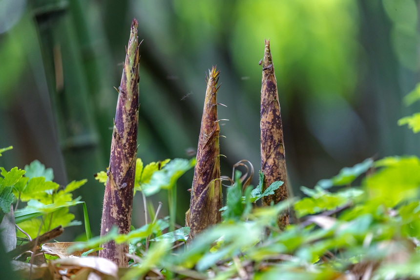 金佛山方竹筍。瞿明斌攝