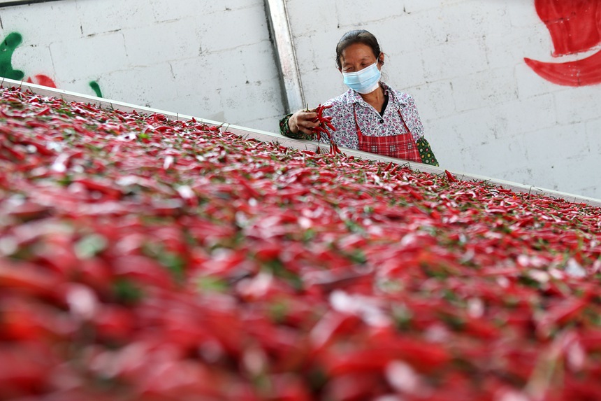 重慶市黔江區鵝池鎮村民在查看辣椒的烘烤情況。楊敏攝