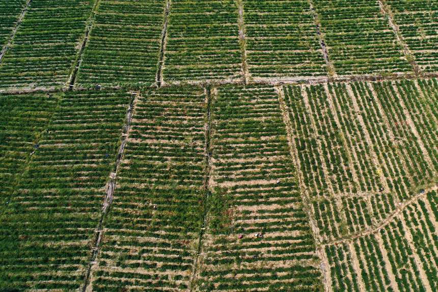 村民在重慶市黔江區鵝池鎮治安村辣椒種植基地采摘辣椒。楊敏攝