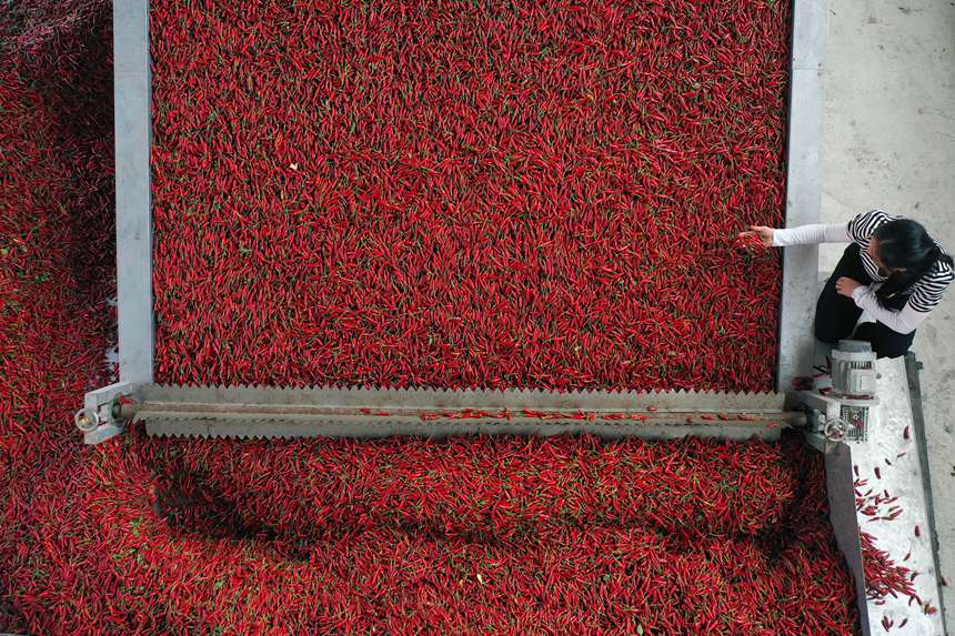 重慶市黔江區鵝池鎮村民在查看辣椒的烘烤情況。楊敏攝