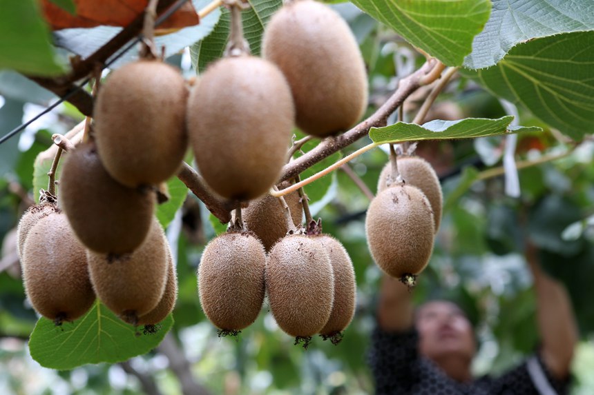 村民在大棚采摘獼猴桃。楊敏攝