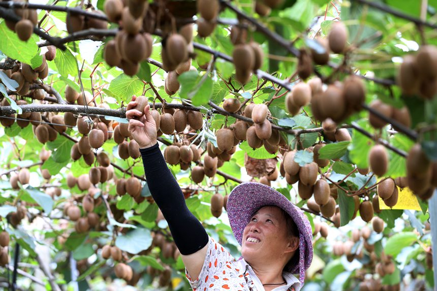 村民在大棚采摘獼猴桃。楊敏攝
