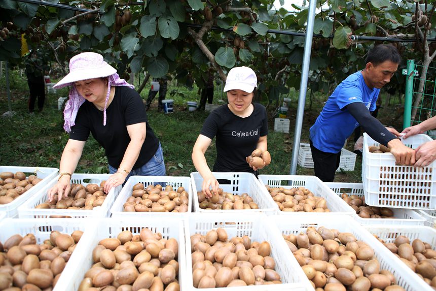 村民在搬運獼猴桃。楊敏攝