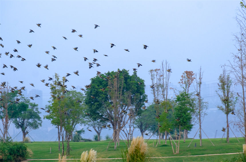 廣陽島自然和諧的生態環境吸引大批島類前來棲息。郭旭攝