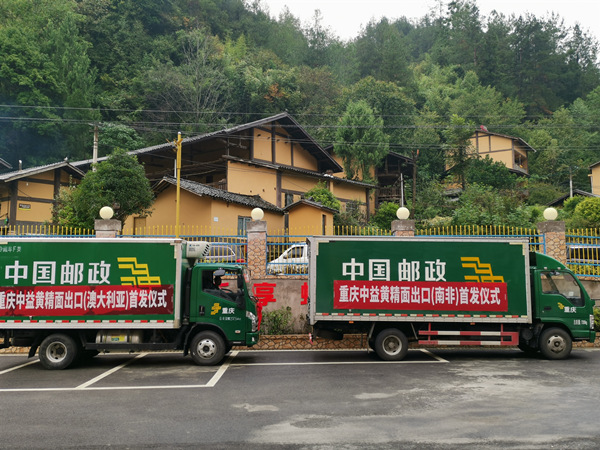 滿載中益黃精面的車輛即將發車。李波攝