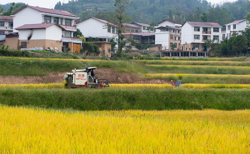 萬州區恒合土家族鄉八一村金燦燦的稻田，遠處是建設中的“農旅融合”村落。冉孟軍攝
