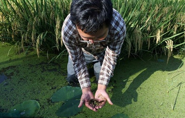 王昌銀查看稻鰍共生里的泥鰍生長情況。楊敏攝