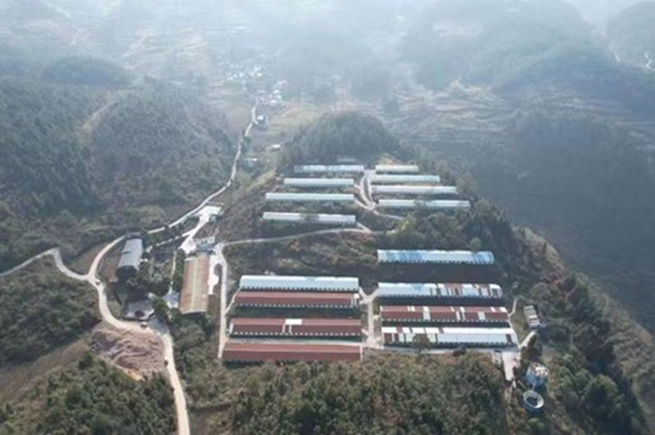 武陵黑豬養殖場。楊敏攝