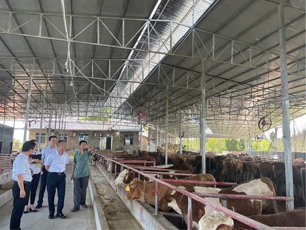 調研小組在養牛棚走訪調研。民生銀行重慶分行供圖