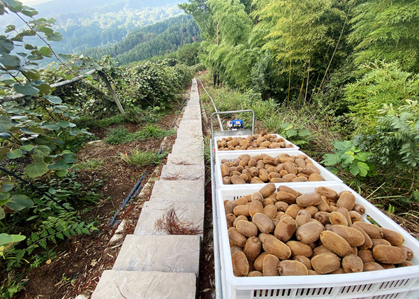 單軌運輸車運輸獼猴桃。黃河攝
