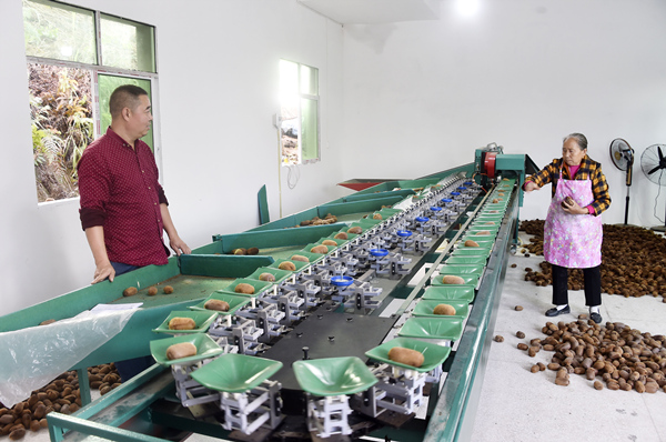 分揀獼猴桃。黃河攝