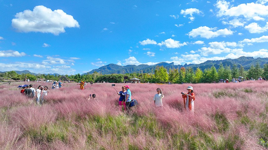 10月3日，游客在酉陽疊石花谷景區粉黛花海打卡游玩。國慶長假第三天，疊石花谷景區粉黛亂子草花海吸引眾多市民和游客親近自然，享受假日時光。通訊員 邱洪斌 攝/視覺重慶