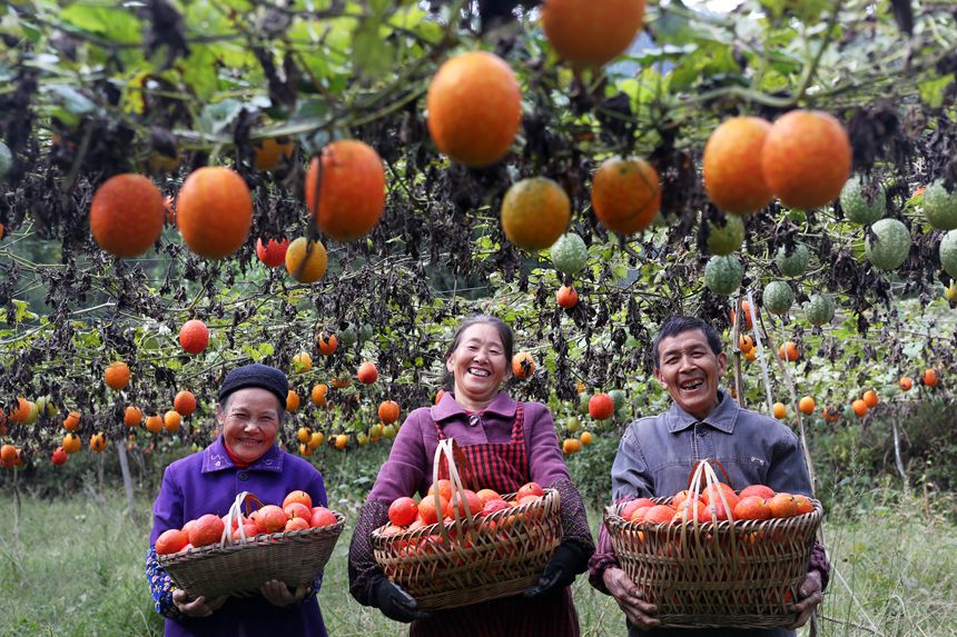 村民在吊瓜基地展示采摘的吊瓜。楊敏攝