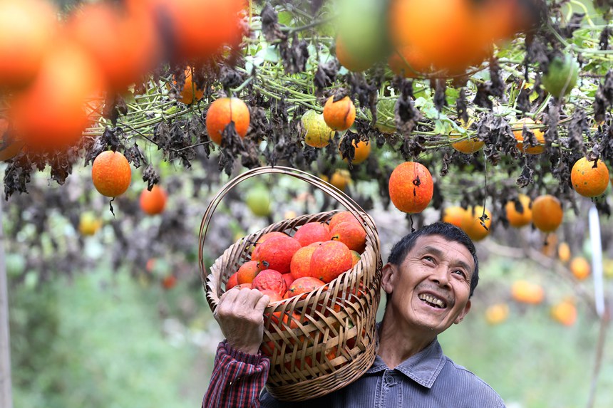 村民正在采摘吊瓜。楊敏攝
