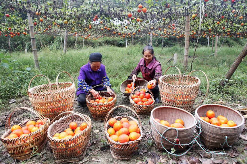 村民在吊瓜基地展示采摘的吊瓜。楊敏攝