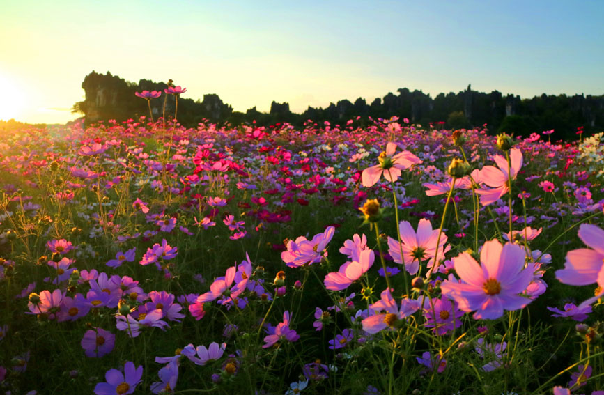 乃古石林百畝波斯菊綻放。石林風景名勝區管理局供圖