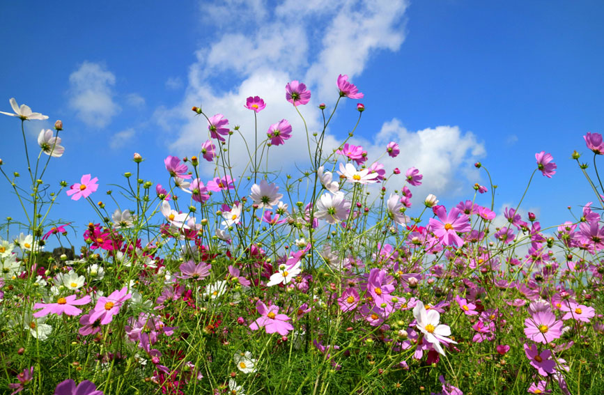 乃古石林百畝波斯菊綻放。石林風景名勝區管理局供圖