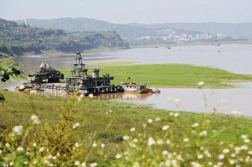 長江邊長滿了綠油油的嫩草。楊孝永攝