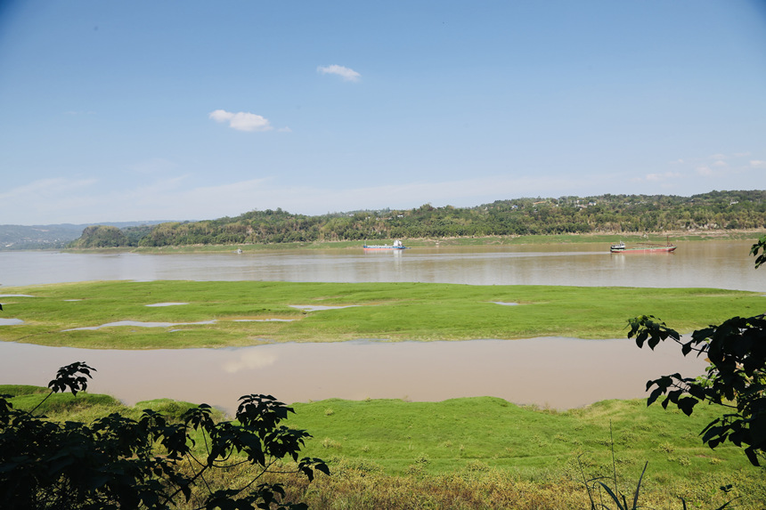 長江邊長滿了綠油油的嫩草。楊孝永攝
