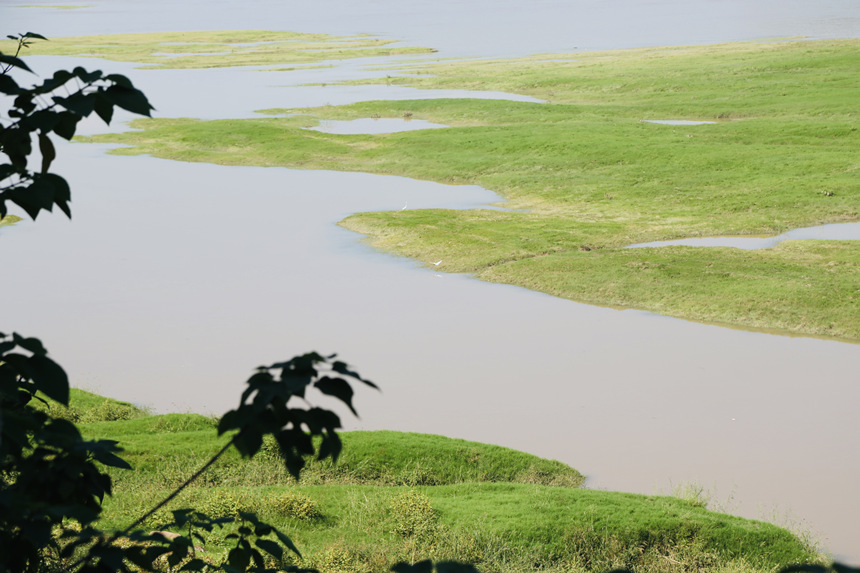 長江邊長滿了綠油油的嫩草。楊孝永攝