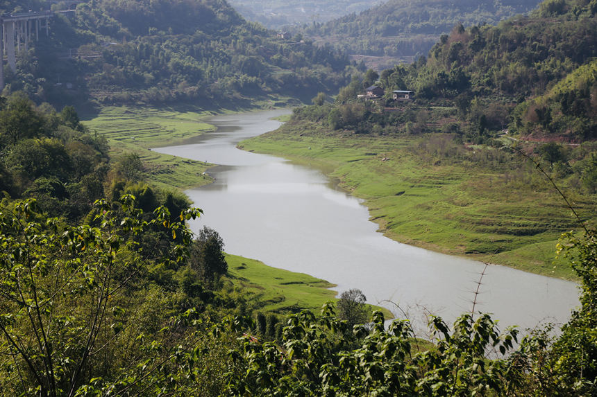 長江支流梨香溪兩岸長滿了綠油油的嫩草。楊孝永攝