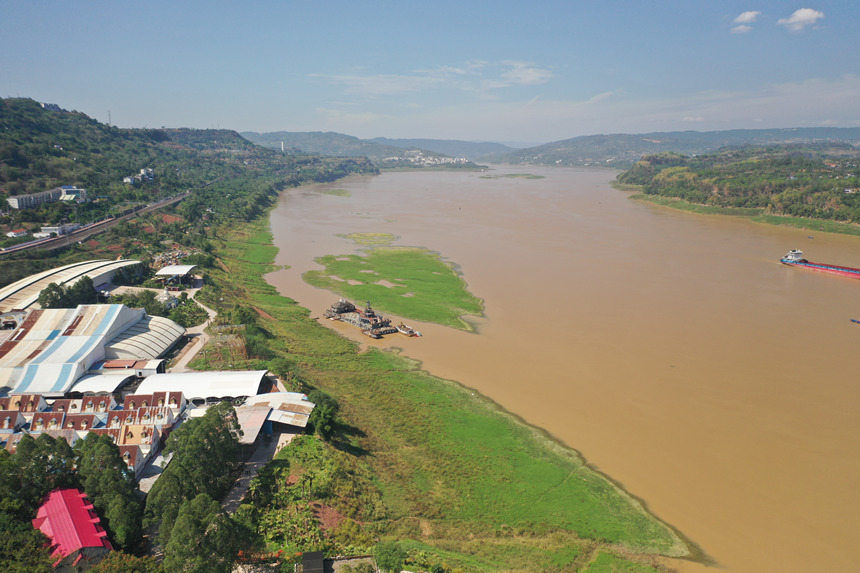 長江邊長滿了綠油油的嫩草。楊孝永攝