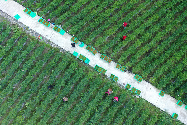 在彭水縣龍射鎮沿河村，村民正在采摘辣椒。趙勇攝