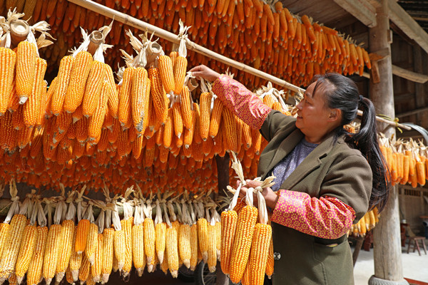 村民正在晾曬玉米。趙勇攝