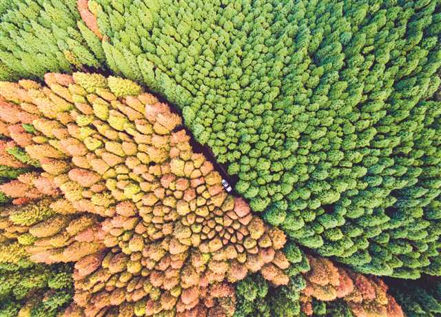 山王坪喀斯特國家生態公園實施石漠化治理，依托地形種植水杉和柳杉，在秋季形成了“春秋同框”的彩林景觀。攝/汪新