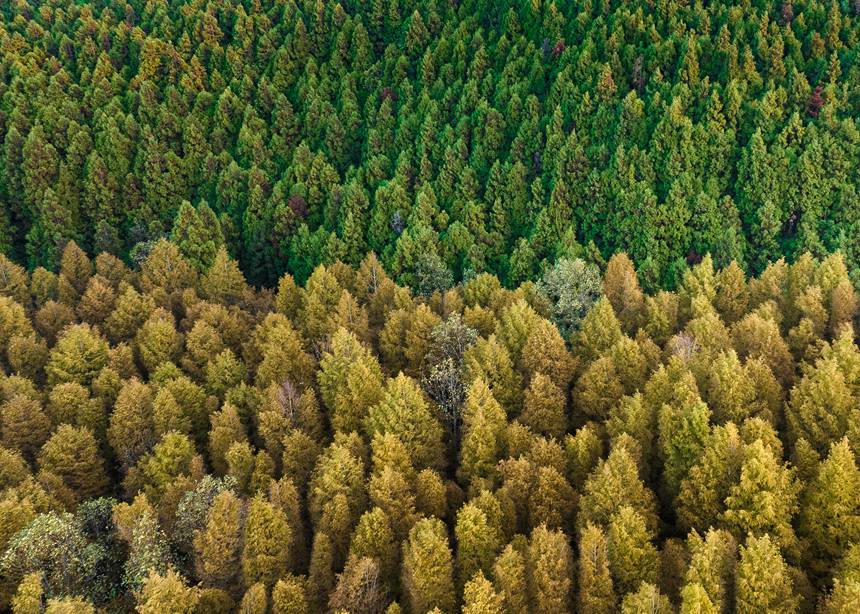 山王坪漫山遍野的柳杉和水杉盡顯秋色。周瑄攝