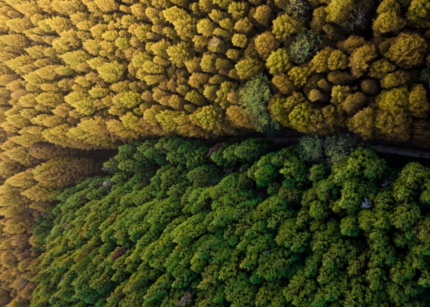 山王坪漫山遍野的柳杉和水杉盡顯秋色。周瑄攝