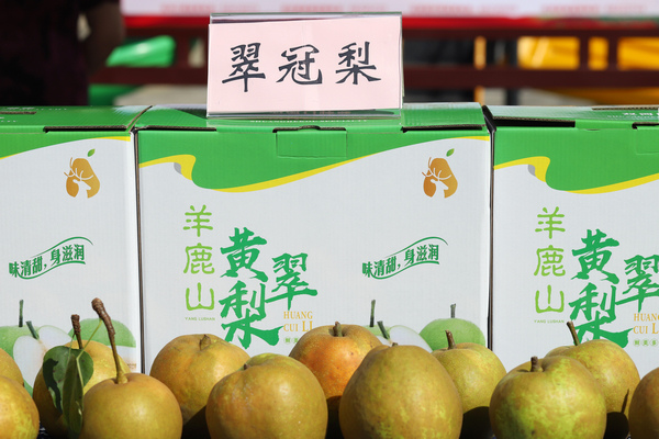 “羊鹿山黃翠梨”成功申報為國家地理標志產品。雙河口鎮供圖