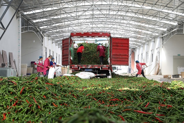 辣椒豐收裝車。滿幫集團供圖