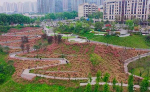 跳墩河公園內的粉黛。兩江新區供圖