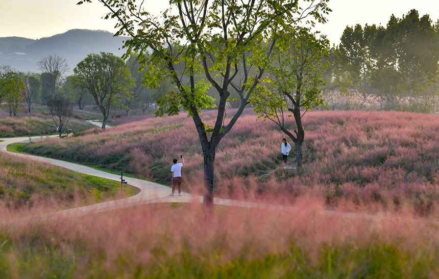 秋色迷人的重慶廣陽島。崔景印攝