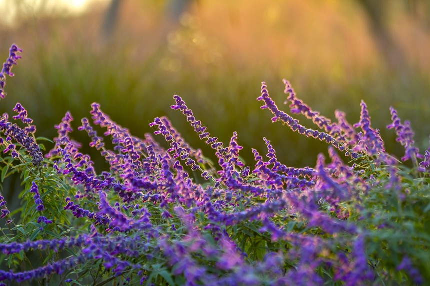 秋色迷人的重慶廣陽島。崔景印攝