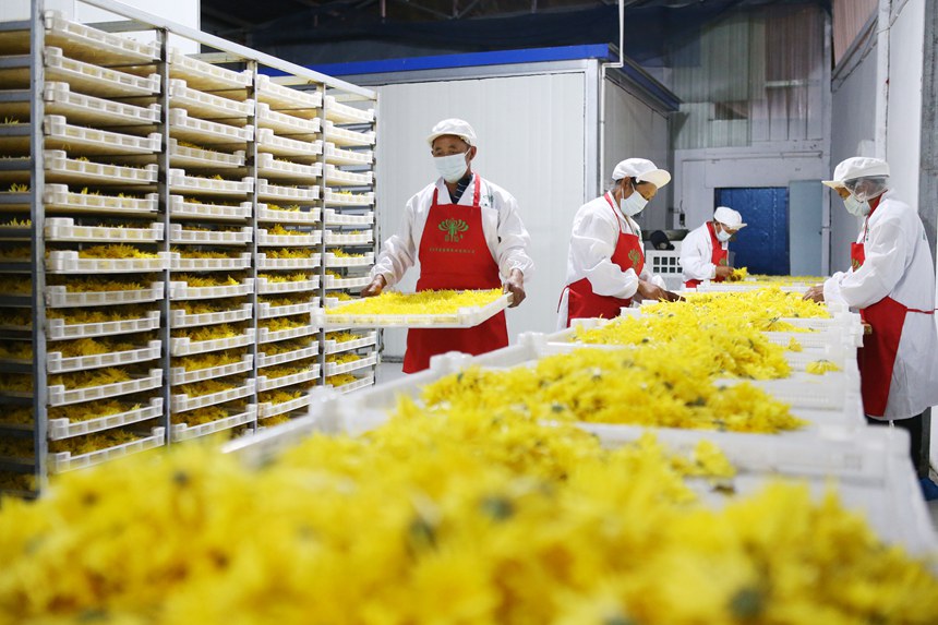 村民正在處理金絲皇菊。楊敏攝