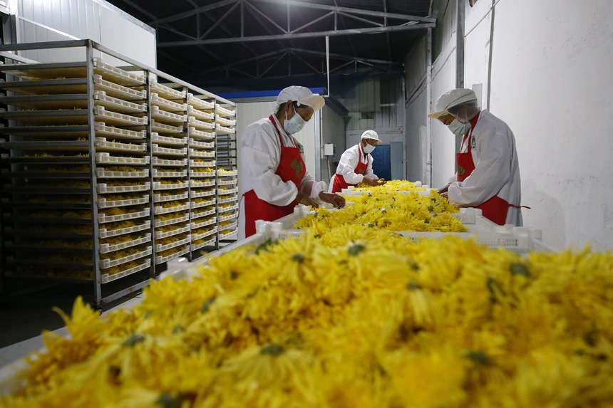 村民正在處理金絲皇菊。楊敏攝