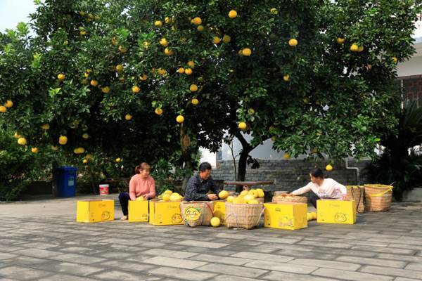 收獲梁平柚。向成國攝