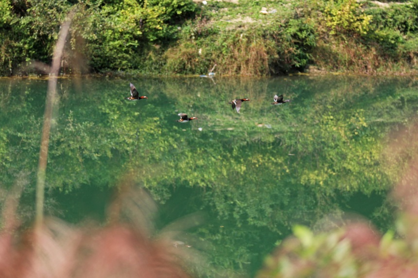 展翅的鴛鴦與綠水青山相映成趣。趙勇攝