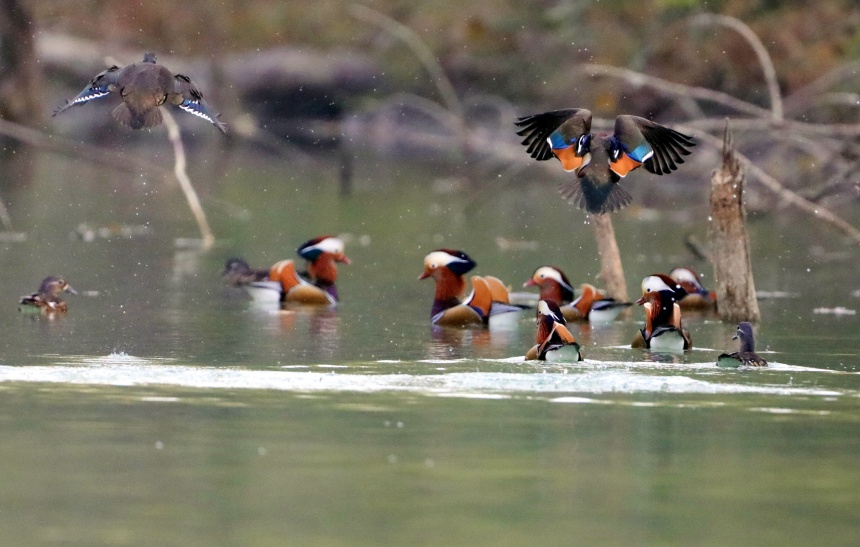 鴛鴦正在水面覓食、戲水。黃智宇攝