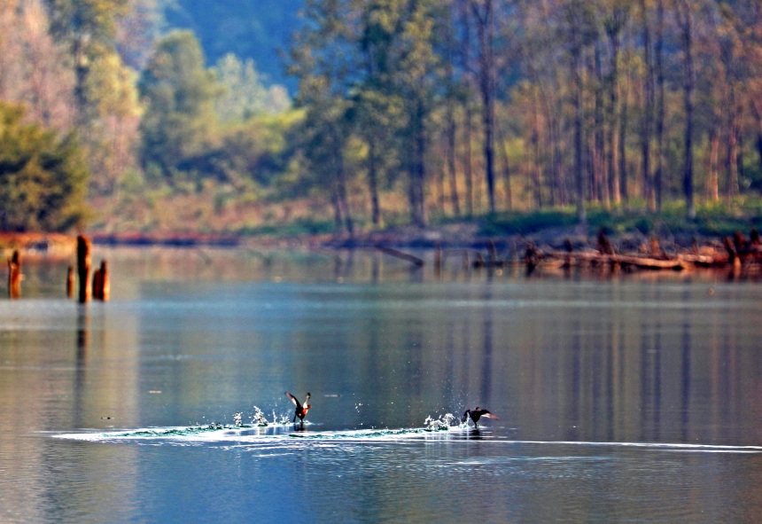 良好的自然生態環境為野生動物生存棲息創造了天然居所。趙勇攝