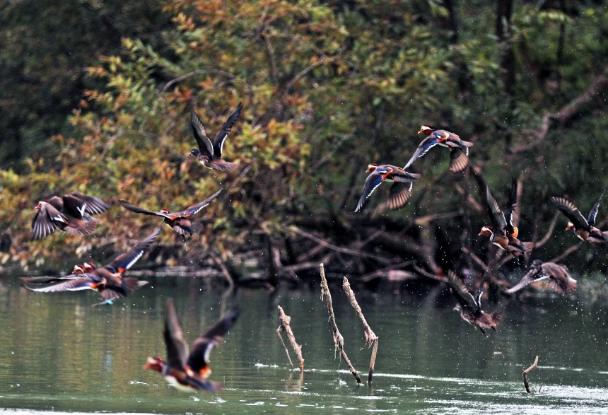 展翅的鴛鴦與綠水青山相映成趣。趙勇攝