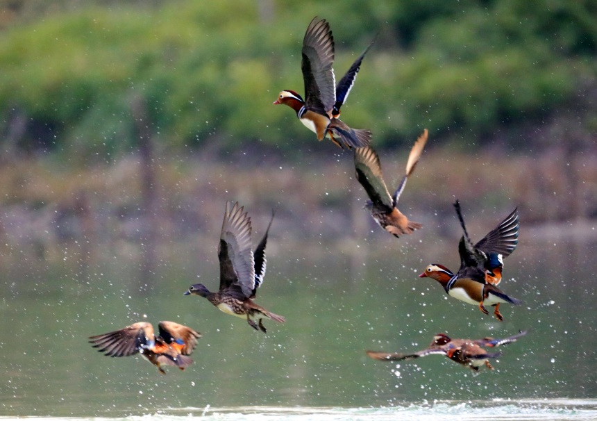 鴛鴦正在水面覓食、戲水。黃智宇攝